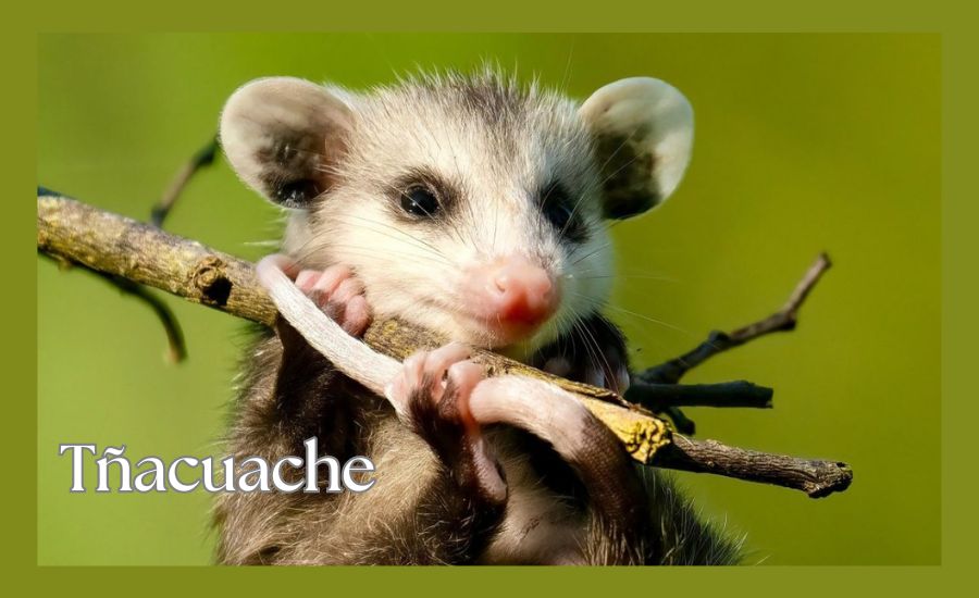 Tñacuache