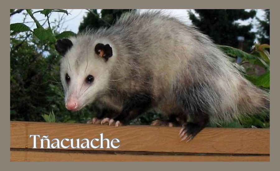 Tñacuache