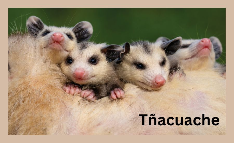 Tñacuache